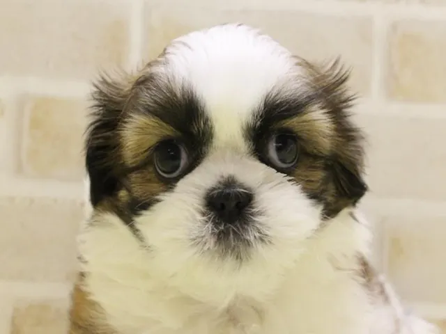 静岡県のシーズー (ペッツワン沼津店/2025年3月1日生まれ/女の子/ホワイトゴールド)の子犬